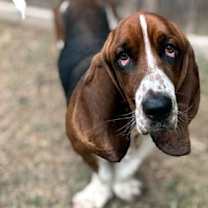 Thumbnail photo of WESLEY #4