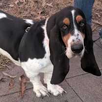 Thumbnail photo of SHIRLEY #1