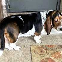 Thumbnail photo of ELLIE #1