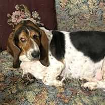 Thumbnail photo of ELLIE #2