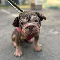 Thumbnail photo of Cleopatra #1