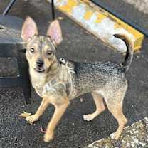 Thumbnail photo of Ellie #1