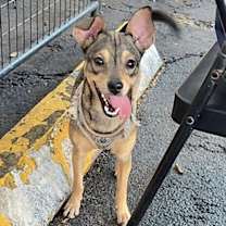 Thumbnail photo of Ellie #2