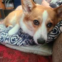 Thumbnail photo of Lily #1