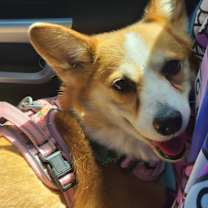 Thumbnail photo of Lily #4