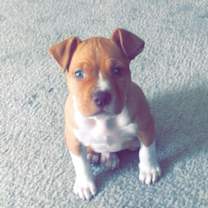 Thumbnail photo of Bruce #4