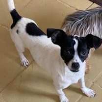 Thumbnail photo of SNOOPY #1