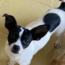 Thumbnail photo of SNOOPY #2