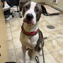 Thumbnail photo of Phil (mcas) #1