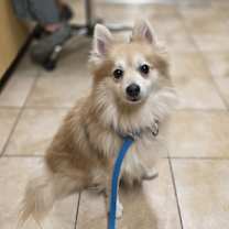 Thumbnail photo of Milo #1