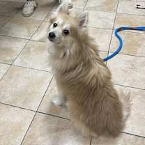 Thumbnail photo of Milo #2