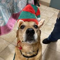 Thumbnail photo of Sweet Potato (mcas) #1