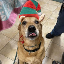 Thumbnail photo of Sweet Potato (mcas) #2