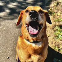 Thumbnail photo of Sweet Potato (mcas) #3