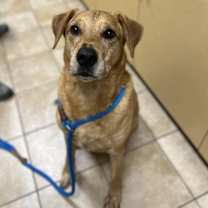 Thumbnail photo of Sweet Potato (mcas) #4