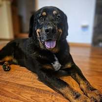 Thumbnail photo of Django #1