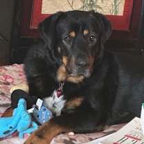 Thumbnail photo of Django #3