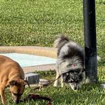 Thumbnail photo of Poi #4