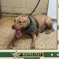 Thumbnail photo of Sandy #1