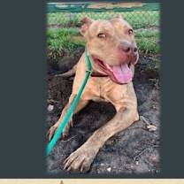 Thumbnail photo of Sandy #2