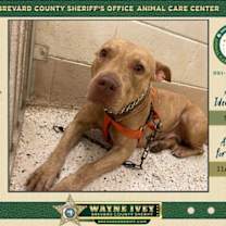 Thumbnail photo of Sandy #3