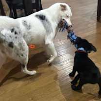 Thumbnail photo of Buttercup #4