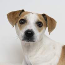 Thumbnail photo of Peppermint #1