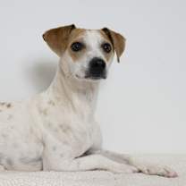 Thumbnail photo of Peppermint #2