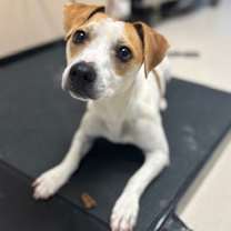 Thumbnail photo of Peppermint #3