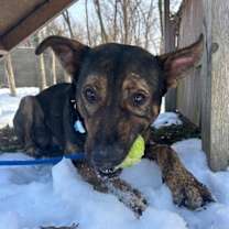 Thumbnail photo of Blaze #1