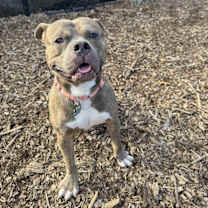 Thumbnail photo of Petey #3