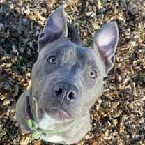 Thumbnail photo of Zane #1