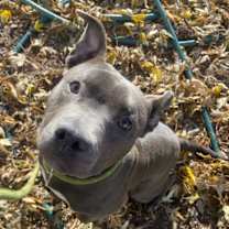 Thumbnail photo of Zane #2