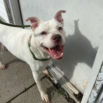 Thumbnail photo of Dawson #1