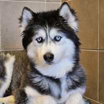 Thumbnail photo of Leya #1