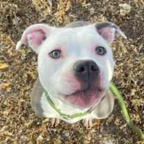 Thumbnail photo of Zoe #2