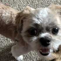 Thumbnail photo of Chucky #1