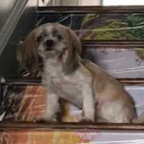 Thumbnail photo of Chucky #2