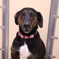 Thumbnail photo of Paisley #2