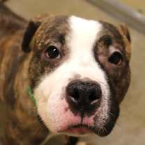 Thumbnail photo of Bongo #1