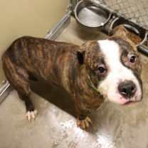 Thumbnail photo of Bongo #2