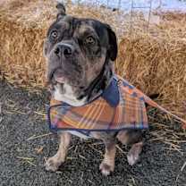 Thumbnail photo of Rosie #1