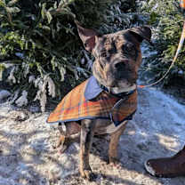 Thumbnail photo of Rosie #2