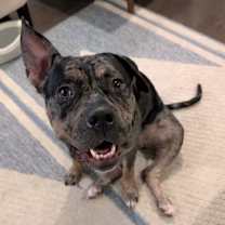 Thumbnail photo of Rosie #3