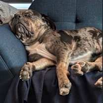 Thumbnail photo of Rosie #4