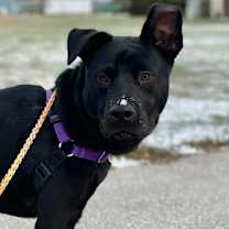 Thumbnail photo of Shadow #3