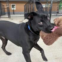 Thumbnail photo of Shadow #4