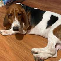 Thumbnail photo of Barkley #1