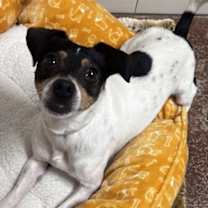 Thumbnail photo of Manchas #2