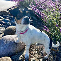 Thumbnail photo of Manchas #3